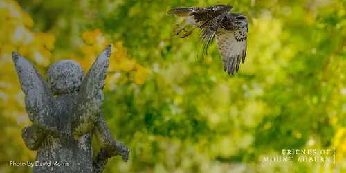 Birds of Prey at Mount Auburn