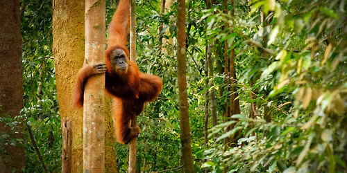 Borneo Highlights. Solos Only. 40 Years & Over