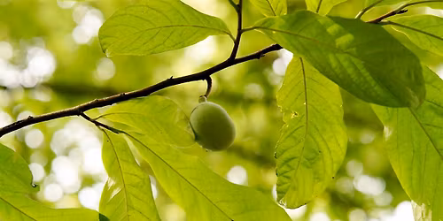 Walk With Nature: Forest Bathing at the Farm