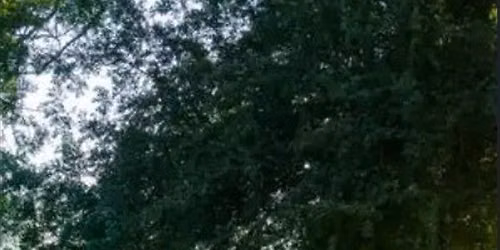 Ergnies, son courtil et ses oiseaux