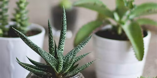 Stillness + Succulent : A Private Guided Reset Experience