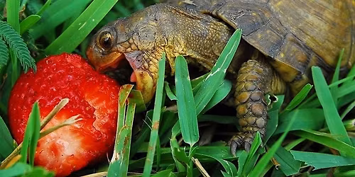 Secret Garden: A celebration of Flora and Fauna