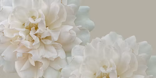 Spring Yoga & Acupuncture