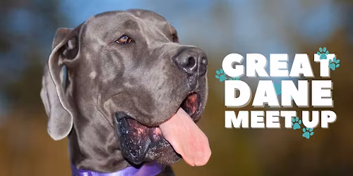 Great Dane Meet Up