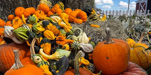 Annual Fall Festival 