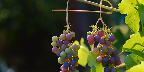 Weinfest Vinum Talagova