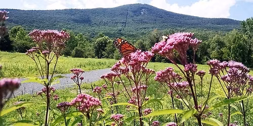 Pollinator Meadow Walk for Pollinator Week