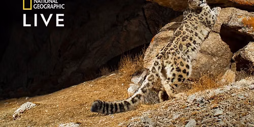 National Geographic Live: Wild Cats Revealed with Sandesh Kadur