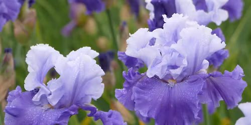 2026 Bloom Season Event