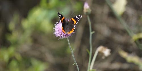 Butterflies & Bugs Summer Camp