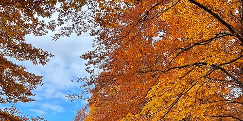 Passeggiata nel Foliage