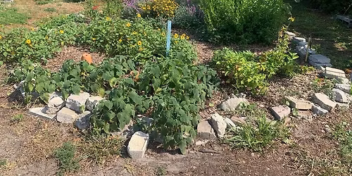 Beaches Organic Community Garden Open House and Workday
