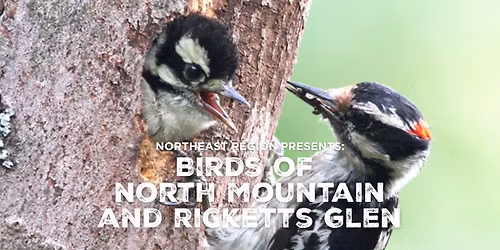 Birds of North Mountain and Ricketts Glen