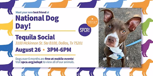 Mobile Adoptions at Tequila Social 