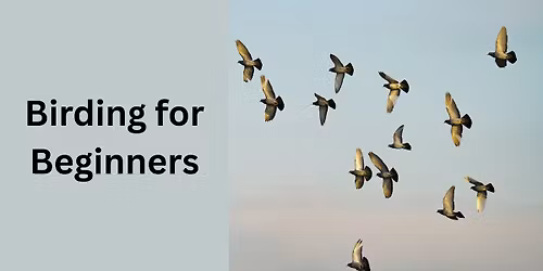 Birding for Beginners