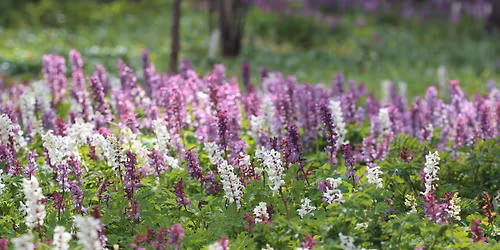 V\u00e5rblomning i Linn\u00e9s tr\u00e4dg\u00e5rd