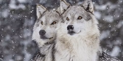 Wild Wolves of Yellowstone: Explorer Doug Smith