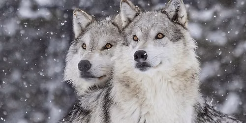 Wild Wolves of Yellowstone: Explorer Doug Smith
