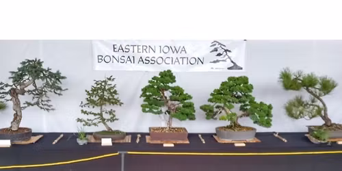 Bonsai Show at Newbo Market