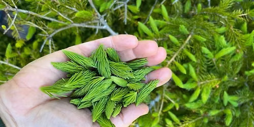 Guided Foraging Walk - Free