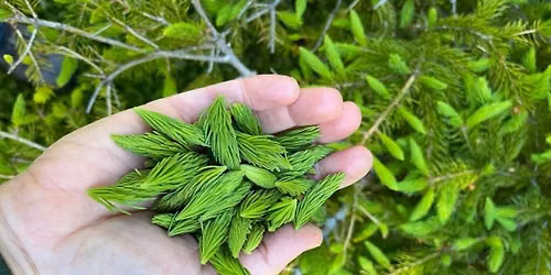 Guided Foraging Walk - Free