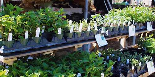 VIP TICKETED PLANT SALE ( FRIDAY ONLY)