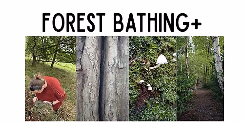3 Hour Forest Bathing+ Session in Allestree Park (trainee guide)