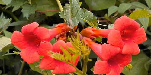 Spring Native Plant Sale