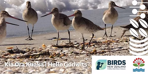 Kia Ora Kuaka | Hello Godwits