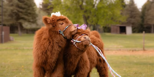 The Highland Cow Wine Social