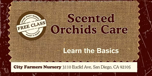 Scented Orchids Care \ud83c\udf38\ud83d\udc90