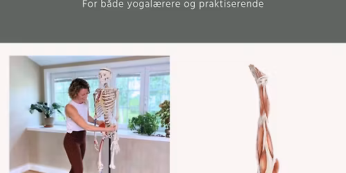 Yoga | Anatomi - en praktisk tiln\u00e6rming