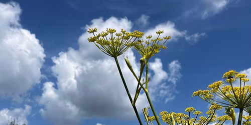 Kruidenwandeling door het voedselbos