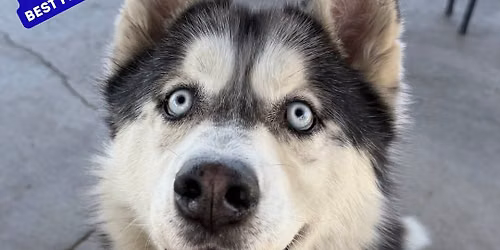 Dog Adoption Event - Grand Rivers Humane *LOCATION CHANGE*