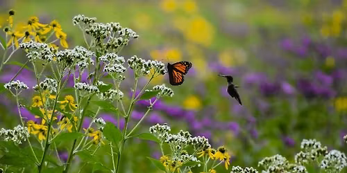Supporting Pollinators Through Our Gardens