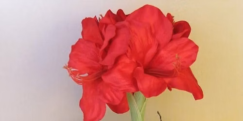 Amaryllis Christmas Floral Workshop 