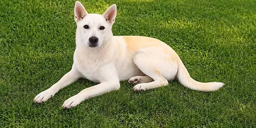 PetSmart Charities Adopt Joy