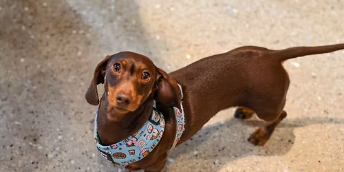 DACHSHUND CAFE - CAMBRIDGE