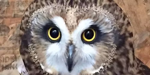 Whispering Willows Wild Care
