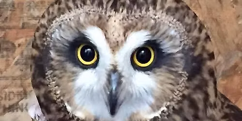 Whispering Willows Wild Care