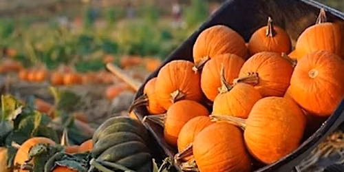 9\/24 GNO: PUMPKIN SPICE GIRLS - The Foodie School