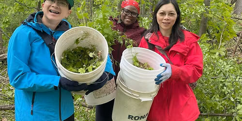 Richard Jones Park Invasive Plant Removal