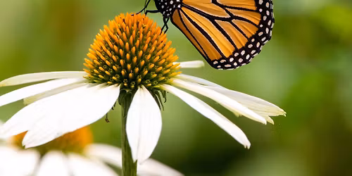 Native Plants of Tennessee