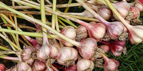 It's Time to Plant Garlic! at Stark