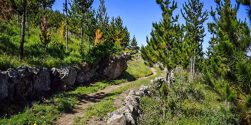 Tupicocha - Bosque de Pinos