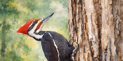 Watercolour Art Class Woodpecker