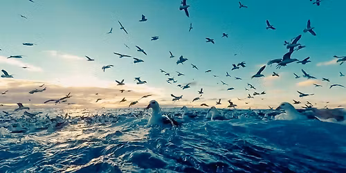 \ud83c\udf9e\ufe0f Musique & cin\u00e9ma \u2022 La Part des singes \/ CIN\u00c9-CONCERT & DOCUMENTAIRE