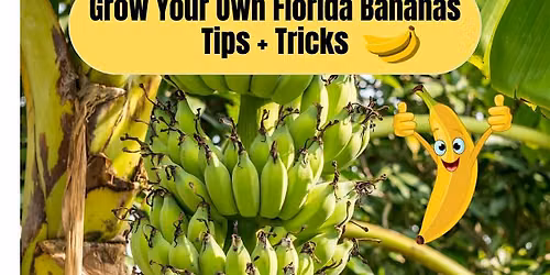 How to Grow Bananas