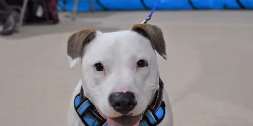 Advanced Class (Puppy 3 or Dog 3)