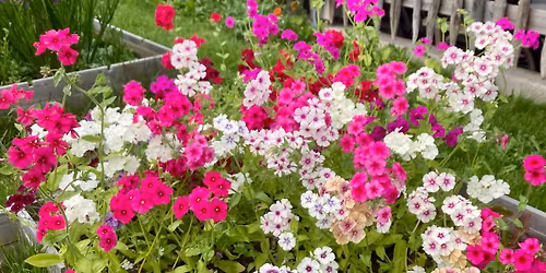 Plantebyttedag \ud83e\udeb4\ud83c\udf38